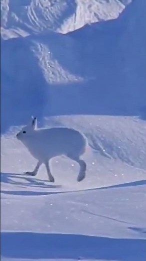 Arctic hare 🥰 #wildlife