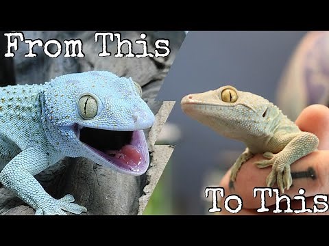 How To Tame Tokay Geckos