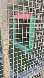 Cat extension just about finished | Harrison's Gold Coast and Brisbane Snake Catcher