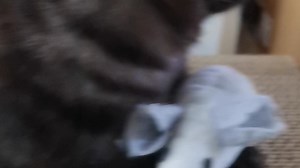 【_mmd_】最新视频来袭，快来看看吧！