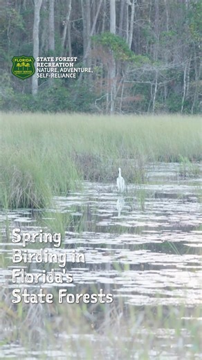 🐦🌸 Spring has sprung, and with it comes the perfect opportunity to enjoy birdwatching in Florida's State Forests! As the trees bloom and the wildlife stirs, there's no better time to grab your binoculars and #ExploreFloridaForests. So, pack your gear, breathe in the fresh spring air, and find a Florida State Forest near you at https://bit.ly/3UZrDsu. | Florida Forest Service