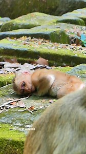 Most Heartbreaking Rescue Story: Poor Abandoned Baby Monkey Archie, Injured in Both Legs, Left Helpless and Unable to Walk, Struggling to Survive Alone Without His Mother | Monkey Of Cambodia