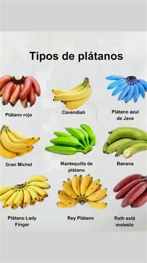 🍌 ¡Explora la increíble variedad de plátanos del mundo! Cada tipo tiene su sabor, textura y usos únicos 🌍✨ 🔴 Plátano rojo: Dulce y cremoso, ideal para postres. 💛 Cavendish: El más común, suave y perfecto para comer crudo. 🔵 Plátano azul de Java: Exótico, con sabor a vainilla y textura firme. 🍯 Gran Michel: Más grande y aromático, usado antiguamente antes del Cavendish. 🟢 Mantequilla de plátano: Consistencia espesa, usado en cocinas tropicales. 💚 Banana: Variedad versátil, excelente para 