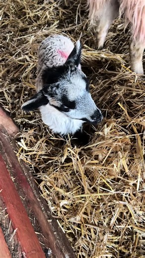 Exploring Sheep and Lambs in Farming