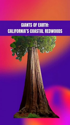 1K views · 15 reactions | Trees that touch the clouds ðŸ...