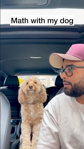 Mini Cockapoo Tries to Solve 1st Grade Math Questions 😳