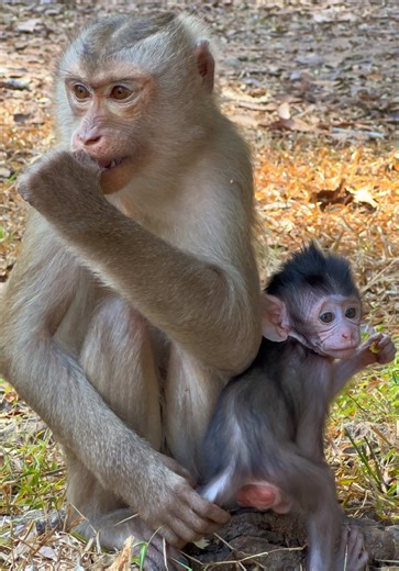Short-tailed Monkey Steals Baby Long-tailed Monkey