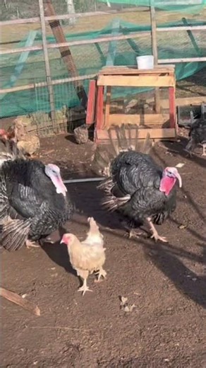 Chickens and Turkeys Enjoying the Warm Early Morning Sun