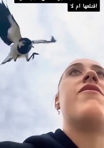 Wtf! Horrific Bird Attack on Woman's Eye