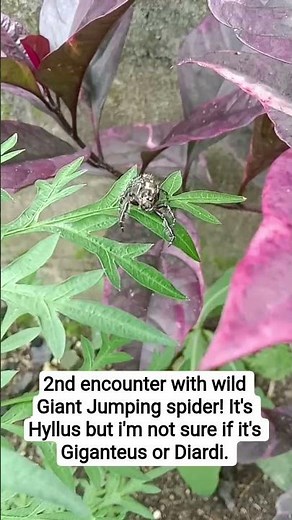2nd Encounter with wild Hyllus! Giant Jumping Spider.
