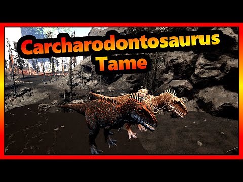 Carcharodontosaurus easy Tame | Taming Guide | Quick and Easy