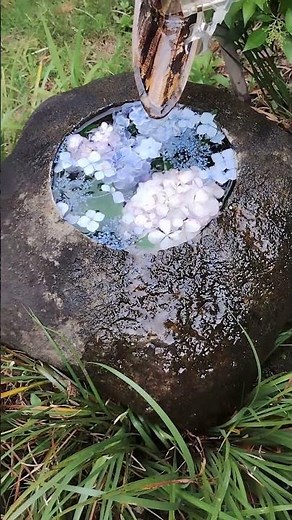 花手水&ししおどし：水流で動いて音を出す風流な仕掛け。もともとは鹿や鳥などの野生動物から農作物を守るための「鹿威し」 （ししおどし）筑波実験植物園の日本庭園エリアにて 20250624