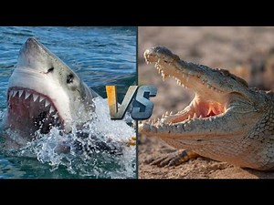 Shark VS Crocodile