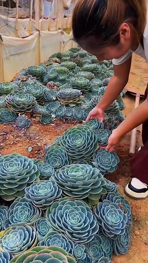 Succulents on Instagram: "Harvest big succulents 🪴 👉 My Youtube channel: Succulent Garden #多肉植物 #succulents #succulentlove #多肉#succulentlover #succulentaddict #succulent #succulentobsession #succulentlife #succulentcity #succulentobsessed #succulentcollection #succulover #succulove #succulentaddiction #senda #vuonsenda #reels"