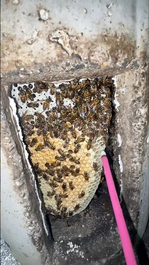 Why Beekeepers Use Smoke: The Secret to Calm Honey Harvesting 👀