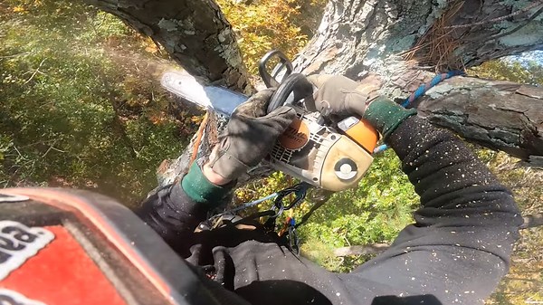 Pine Tree Removal Decision to Bomb Out Rather Than Rigging for Quick Job Completion