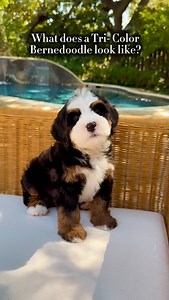 Meet the beautiful tri-color Bernedoodle 🐾 — the perfect blend of charm and elegance. This coat pattern features three distinct shades: black, white, and brown, resembling the classic Bernese Mountain Dog markings. The tri-color look often includes a black base with white accents on the chest and face, and warm rust points around the legs and eyebrows. Known for their soft, striking coats and friendly personalities, tri-color Bernedoodles are as stunning as they are affectionate. 🤎🖤🤍 #TriCol