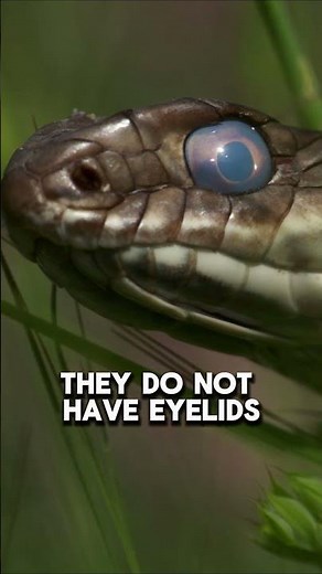 Snakes can sleep with their eyes open?! #education #wildlife #facts