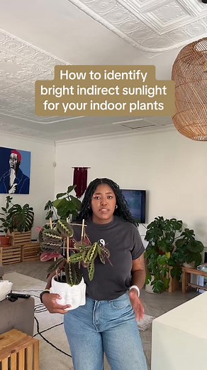 How to Identify Bright Indirect Sunlight for Your Indoor Plants