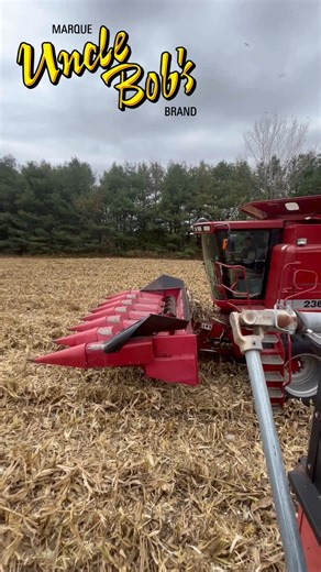 Purple Passion Harvest! 💜🍿 Check out this quick video of us harvesting our amazing Uncle Bob’s Purple Passion popcorn with our Case 2366! 🚜🌽 Always grown with care, always 100% Canadian. #UncleBobsPopcorn #PurplePassion #Harvest2025 #FarmFresh #OntarioGrown #PopcornFarm #Case2366 | Uncle Bob's Popping Corn
