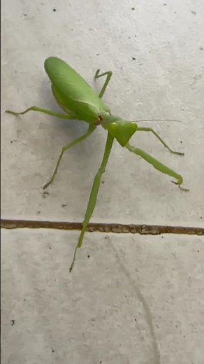 Green Mentis #mentis #animals #annimals #shorts