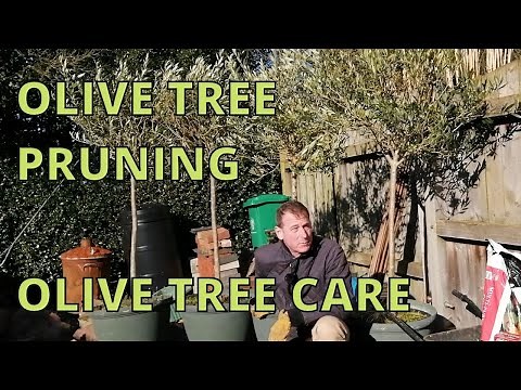 Olive Tree Pruning and Olive Tree Care