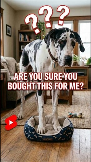 Giant Dog Tries to Fit on a Tiny Bed! 🐶😂
