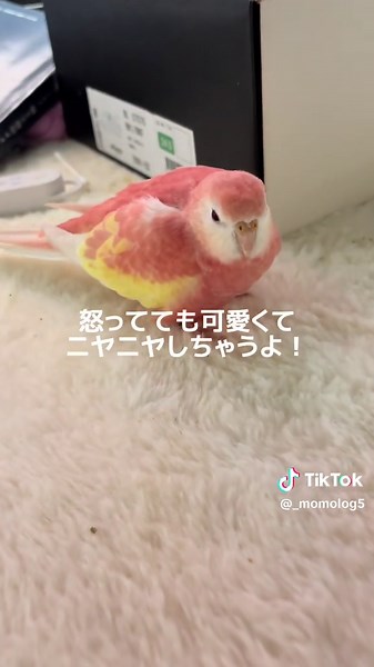 嫉妬深いアキクサインコがかわいすぎる🥹🥹🥹 #アキクサインコ #インコのいる生活 #インコのいる暮らし #インコ #ペットのいる暮らし