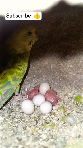 My Australian Budgies Eggs Hatched | New Born Baby Chicks Care 😘 #shorts #pets #usa