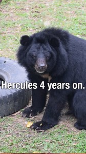 Today we celebrate the fourth anniversary of Hercules John’s rescue and with it the end of bear bile farming in Quang Ninh province in Vietnam! | Animals Asia