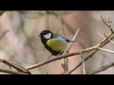 10 Minutes of Relaxing Bird Sounds Quick Meditation, Study, Yoga & Stress Relief