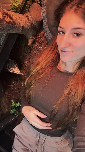 Argentine Tegus #tegu