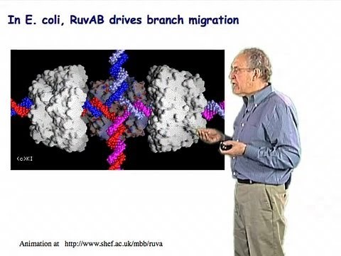 Properties of Holliday junctions - Jim Haber (Brandeis)