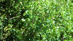 Impala antelope runs very fast. Impala (Aepyceros melampus) is medium-sized antelope found in eastern and southern Africa. It features a glossy, reddish brown coat.