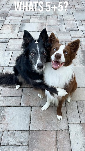 He’s so smart 😅 audio by @jasonbankscomedy #comedy #funnydogs #sundayfunday #bordercollie #ilovemydog #reels #dogreels #dogsofinstagram | Zain, Trek & Shade