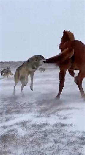 Thought it was the predator? This wolf got a FREE ticket to space the next second! 🚀🐴#viralvideo