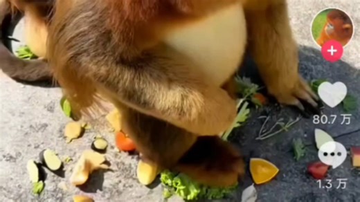 中国金丝猴在tiktok爆火，热度直逼大熊猫