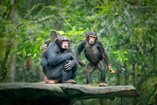 Scientists Propose a New Theory for Why Some Chimps Throw Stones at Certain Trees