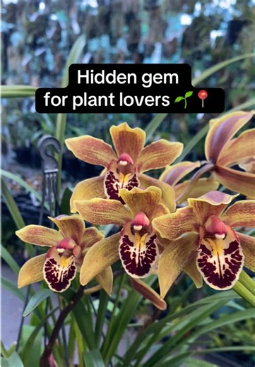 The Orchid Place on TikTok