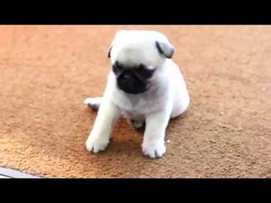 Pug Puppies For Sale