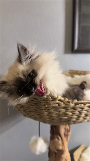 Cutest little guy 💗😻😘 #NoCoSiberians #SiberianKittens #HypoallergenicCats #SiberianLove #CatteryLove for more information on our waitlist please email Nocosiberians@Gmail.com