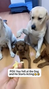 It wasn’t me. I swear 🐶🦴 | Dog Lovers