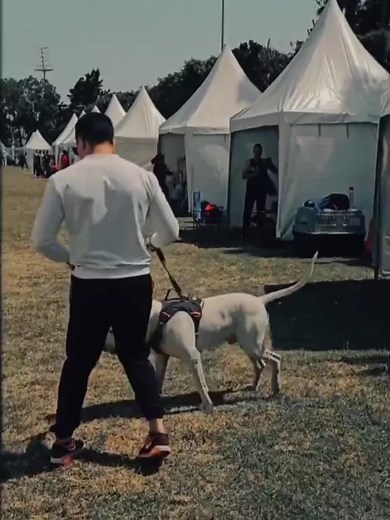 2 German Shepherds vs. 1 Dogo Argentino