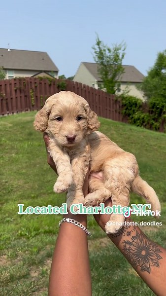 TikTok · Charlotte doodles