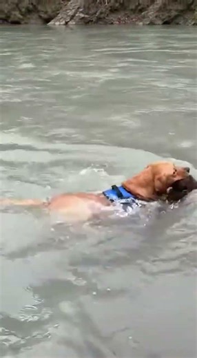 Brave Labrador Rescues Monkey from Raging Waters #funny #animals #animalrescue