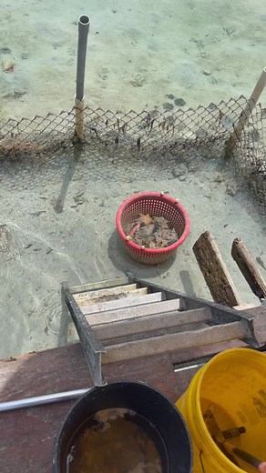 8.2K views · 195 reactions | This is how conch gets harvested from the shell, this is a delicacy in the Bahamas. Used to make conch fritters, conch salad, cracked conch!  #fyp #conch #shell #bimini #bahamas #conchsalad #island #paradise #reels #shorts | Saltwater Salvation | Facebook