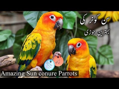 sun conure parrot price in pakistan | amazing sun conure parrot views | international parrots in the