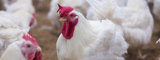 Consejo Mexicano de la Carne