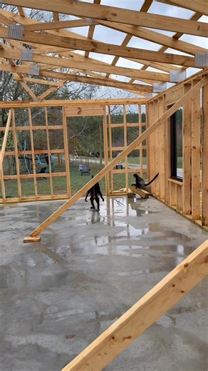 838K views · 29K reactions | It’s so special that even though our kids are grown and don’t live here to see them often, the monkeys still know they are family  | Our Life Adventures | Facebook