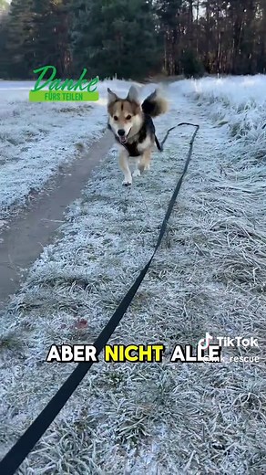 Welches Nassfutter für Hunde ist empfehlenswert?